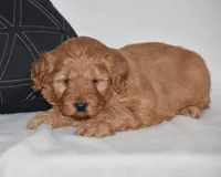 Windy, a female Miniature Goldendoodle for sale in Danville, PA – Photo 4 of 6