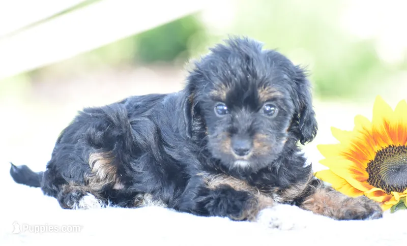 Anya – Yorkipoo puppy for sale in Danville, PA