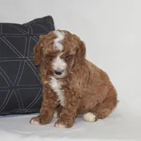 Elliot, a male Poodle - Miniature  for sale in Danville, PA – 3 of 5