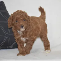 Evlyn, a female Poodle - Miniature  for sale in Danville, PA – 2 of 6