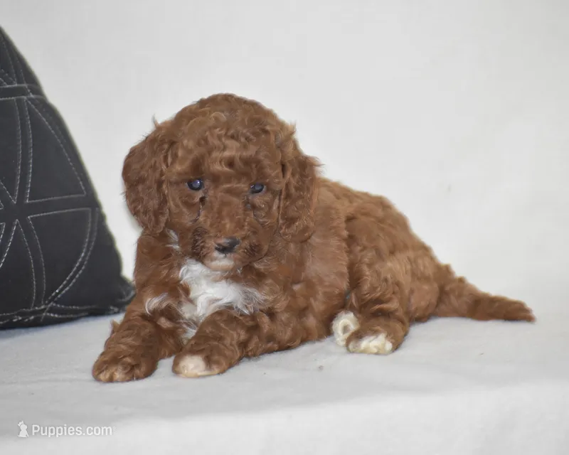 Elisa – Poodle - Miniature  puppy for sale in Danville, PA