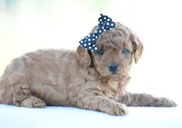 Rosette, a female Poodle - Miniature  for sale in Danville, PA – 7 of 8