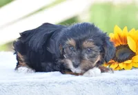 Angie, a female Yorkipoo for sale in Danville, PA – 2 of 5