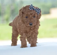 Ruby, a female Poodle - Miniature  for sale in Danville, PA – 3 of 5