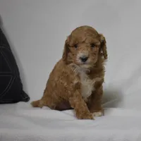 Emie, a female Poodle - Miniature  for sale in Danville, PA – 4 of 5