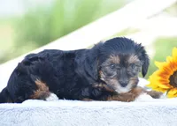 Angie, a female Yorkipoo for sale in Danville, PA – 4 of 5
