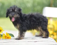 Anya, a female Yorkipoo for sale in Danville, PA – 4 of 10