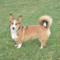 Ava, a female Pembroke Welsh Corgi for sale in Danville, PA – 8 of 9