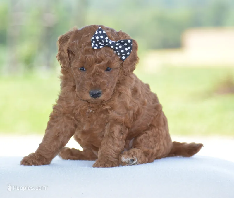 Ruby – Poodle - Miniature  puppy for sale in Danville, PA