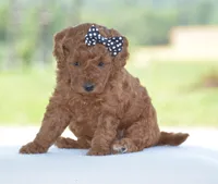 Ruby, a female Poodle - Miniature  for sale in Danville, PA – 1 of 5