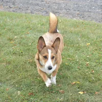 Ava, a female Pembroke Welsh Corgi for sale in Danville, PA – 9 of 9