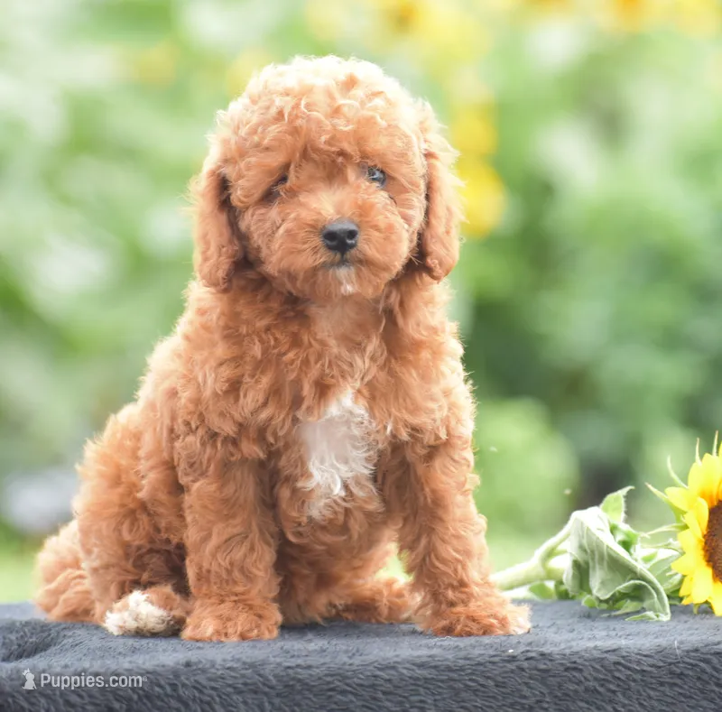Roxy – Poodle - Miniature  puppy for sale in Danville, PA