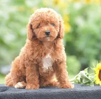 Roxy, a female Poodle - Miniature  for sale in Danville, PA – 1 of 7