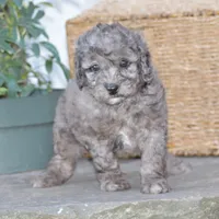 Honey, a female Miniature Goldendoodle for sale in Danville, PA – 3 of 10