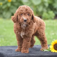 Linnie, a male Poodle - Miniature  for sale in Danville, PA – 3 of 10