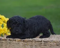 Heidi, a female Miniature Goldendoodle for sale in Danville, PA – 8 of 10