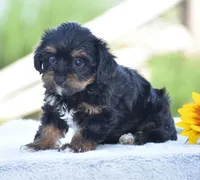 Aimee, a female Yorkipoo for sale in Danville, PA – 5 of 6