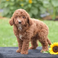 Linnie, a male Poodle - Miniature  for sale in Danville, PA – 4 of 10