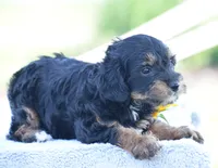 Adora, a female Yorkipoo for sale in Danville, PA – 4 of 5