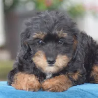 Adora, a female Yorkipoo for sale in Danville, PA – 6 of 9