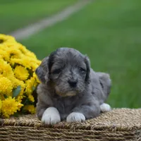 Harmony, a female Miniature Goldendoodle for sale in Danville, PA – 9 of 10