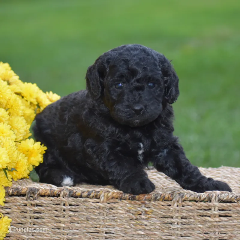 Heidi – Miniature Goldendoodle puppy for sale in Danville, PA