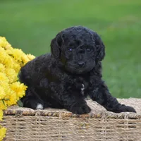 Heidi, a female Miniature Goldendoodle for sale in Danville, PA – 5 of 10