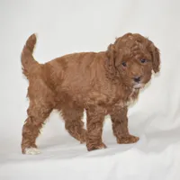 Evlyn, a female Poodle - Miniature  for sale in Danville, PA – 4 of 6