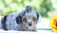 Arik, a male Yorkipoo for sale in Danville, PA – 5 of 6