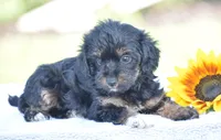 Anya, a female Yorkipoo for sale in Danville, PA – 4 of 5