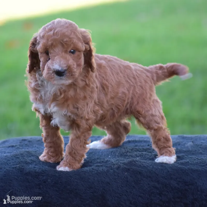 Emie – Poodle - Miniature  puppy for sale in Danville, PA