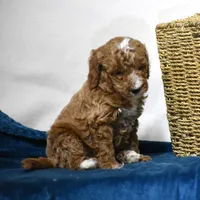 El Paso, a male Poodle - Miniature  for sale in Danville, PA – 4 of 5
