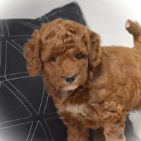 Evlyn, a female Poodle - Miniature  for sale in Danville, PA – 3 of 6