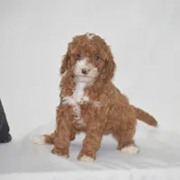 Erika, a female Poodle - Miniature  for sale in Danville, PA – 3 of 5