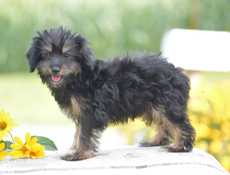Anya – Yorkipoo puppy for sale in Danville, PA