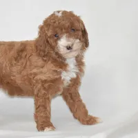 Erika, a female Poodle - Miniature  for sale in Danville, PA – 2 of 5