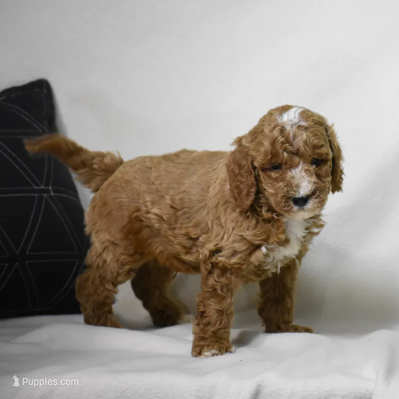 El Paso – Poodle - Miniature  puppy for sale in Danville, PA