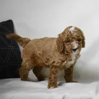 El Paso, a male Poodle - Miniature  for sale in Danville, PA – 1 of 5
