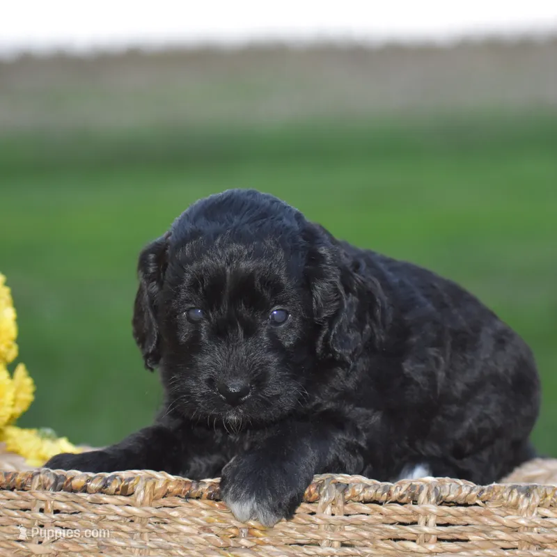 Hyacinth – Miniature Goldendoodle puppy for sale in Danville, PA