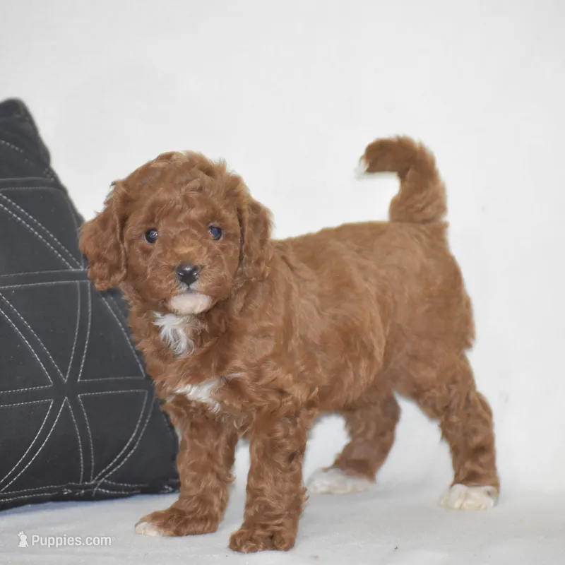 Evlyn – Poodle - Miniature  puppy for sale in Danville, PA