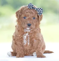 Raine, a female Poodle - Miniature  for sale in Danville, PA – 4 of 5