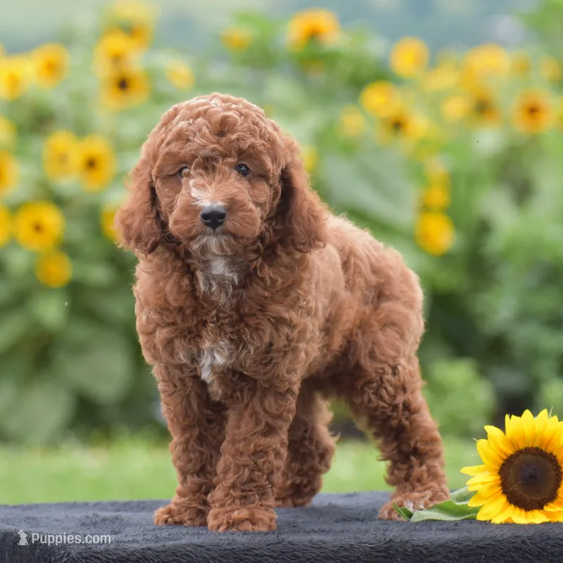 Linnie – Poodle - Miniature  puppy for sale in Danville, PA