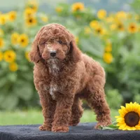 Linnie, a male Poodle - Miniature  for sale in Danville, PA – 1 of 10