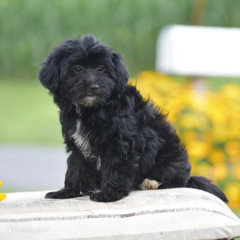 Courtney – Yorkipoo puppy for sale in Danville, PA