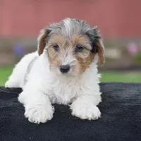 Verl, a male Yorkshire Terrier and Poodle - Miniature  for sale in Danville, PA – Photo 3 of 8
