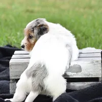 Verl, a male Yorkshire Terrier and Poodle - Miniature  for sale in Danville, PA – Photo 6 of 8