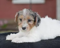 Verl, a male Yorkshire Terrier and Poodle - Miniature  for sale in Danville, PA – Photo 2 of 8