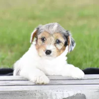 Verl, a male Yorkshire Terrier and Poodle - Miniature  for sale in Danville, PA – Photo 4 of 8