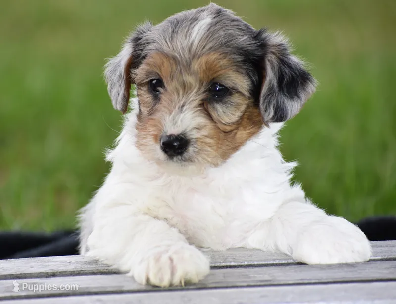 Verl – Yorkshire Terrier, Poodle - Miniature  puppy for sale in Danville, PA