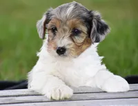 Verl, a male Yorkshire Terrier and Poodle - Miniature  for sale in Danville, PA – Photo 1 of 8